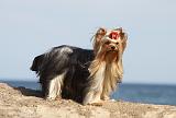 YORKSHIRE TERRIER 308
